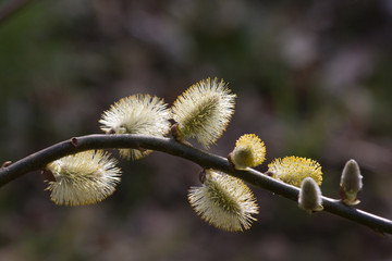 Weidenkätzchen