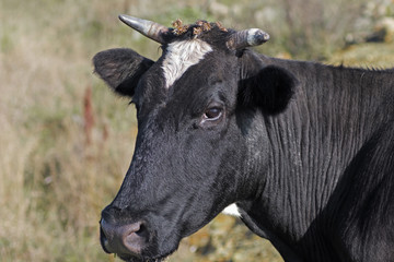 Black Cow head close-up