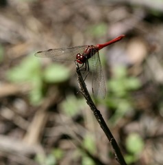 libellule perchée sur une brindille