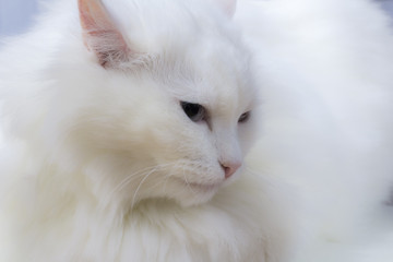white fluffy cat close up on a blue background