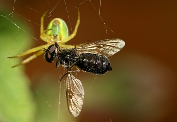Araniella cucurbitina attrapant une mouche,araignée courge