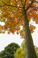 Colorful Tree in Autumn at Leases Park in Newcastle, England