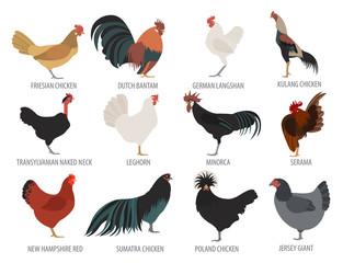 Poultry farming. Chicken breeds icon set. Flat design - obrazy, fototapety, plakaty