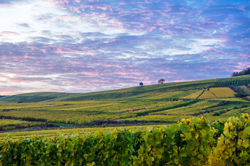 Naklejka premium Herbst im Rheingau