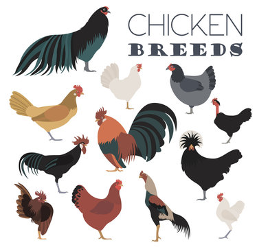 Poultry farming. Chicken breeds icon set. Flat design