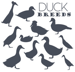 Obraz premium Poultry farming. Duck breeds icon set. Flat design