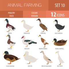 Poultry farming. Duck breeds icon set. Flat design