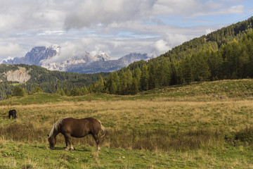 Fototapeta na wymiar Horse on a meadow in Dolomites
