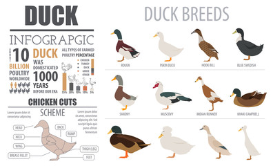 Poultry farming infographic template. Duck breeding. Flat design