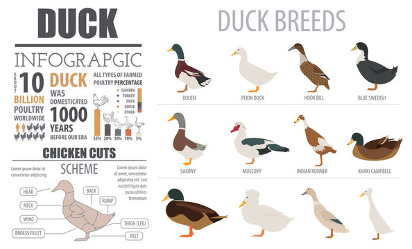Poultry farming infographic template. Duck breeding. Flat design