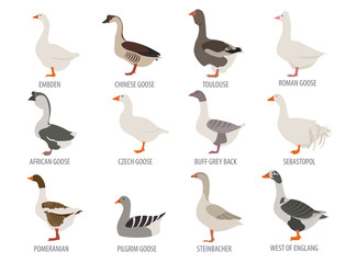 Poultry farming. Goose breeds icon set. Flat design