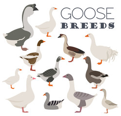 Poultry farming. Goose breeds icon set. Flat design