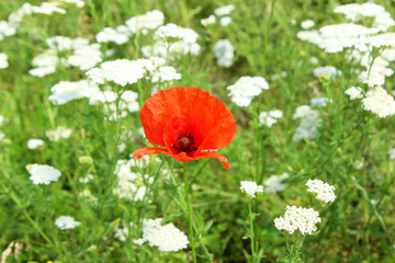 Poppy among white wildflowers. One red poppy.