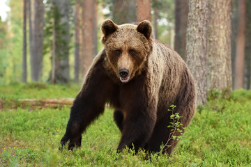European brown bear