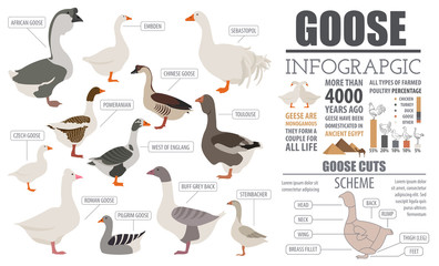 Poultry farming infographic template. Goose breeding. Flat desig