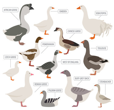 Poultry farming. Goose breeds icon set. Flat design