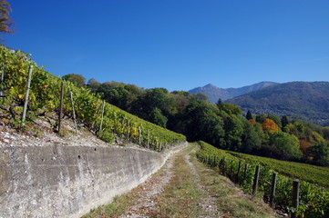 vignoble de savoie