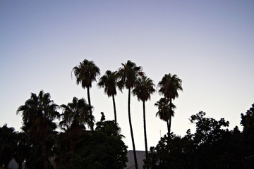palm trees at sunset in Malaga, Spain