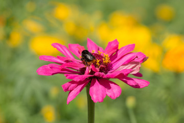 bee on gerbera