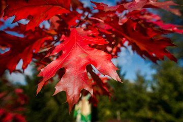 Red autumn leaves