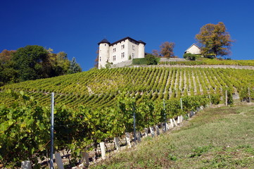 Fototapeta na wymiar vignobles de Monterminod