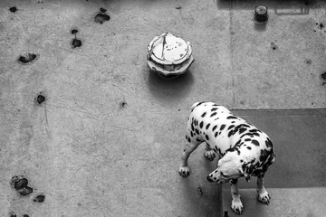 Hund an Deck