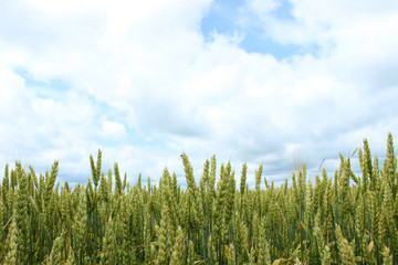 Green immature wheat. A field of wheat. Many grain plants.