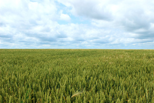 Green immature wheat. A field of wheat. Many grain plants.