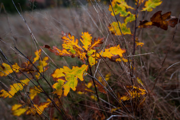 Leaves in the autumn forest