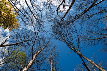 Autumn season in the forest