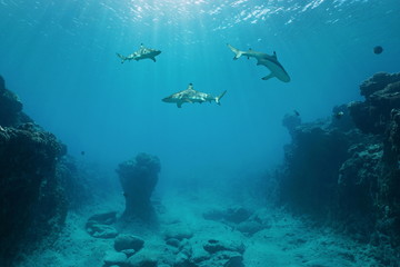 Fototapeta na wymiar Three blacktip reef sharks underwater swimming between the ocean floor and the water surface on the outer reef of Huahine island, Pacific ocean, French Polynesia