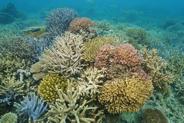 Naklejka premium Colorful stony corals underwater in a lagoon of New Caledonia, south Pacific ocean