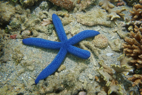 Blue sea star Linckia laevigata, underwater on the seafloor, south Pacific ocean, New Caledonia