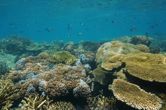 Soft and hard corals underwater on a shallow coral reef with fish damselfish, New Caledonia, south Pacific ocean