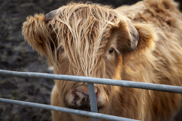 Young Highland Cattle
