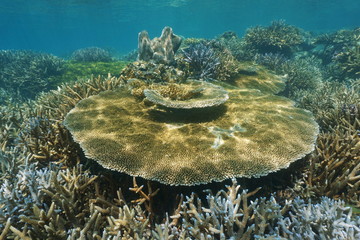 Underwater marine life, Acropora table coral on an healthy reef, New Caledonia, south Pacific ocean