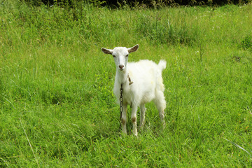 White goat grazing in the field. Little goat on the chain.