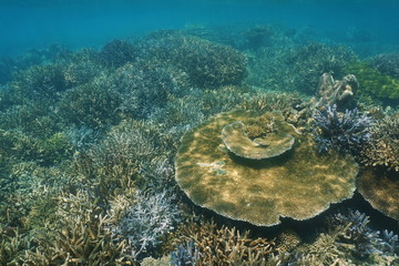 Underwater coral reef with staghorn and table corals in New Caledonia still in good condition at the end of 2016, south Pacific ocean