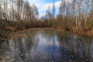 Obraz premium The first ice on a pond, surrounded by birch trees