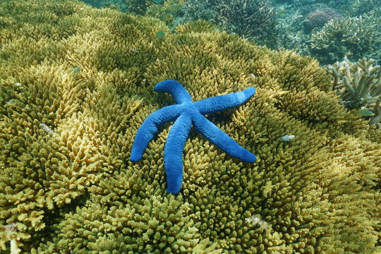 Underwater blue starfish Linckia laevigata over Acropora table coral, south Pacific ocean, New Caledonia