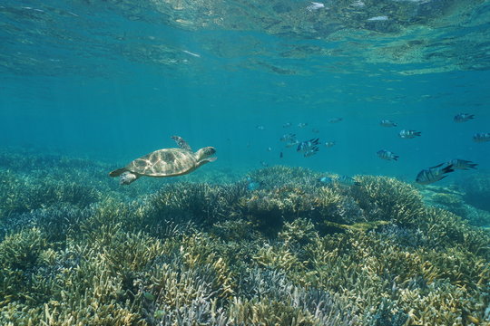 Underwater coral reef with a green sea turtle and fish, New Caledonia, south Pacific ocean