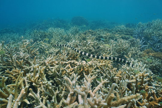 Underwater sea snake banded sea krait, Laticauda colubrina, over Acropora staghorn coral, south Pacific ocean, New Caledonia