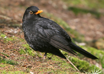 Male European Blackbird (Turdus merula) on the ground, facing camera