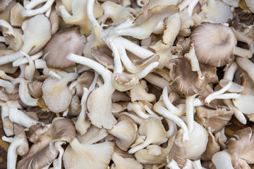 Fresh Oyster mushrooms full frame background