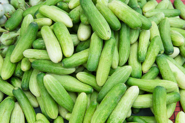Fresh green cucumber, on the market.