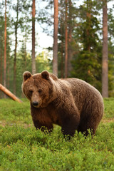 European brown bear in forest. Summer.