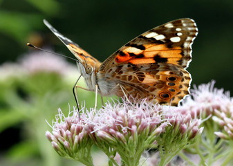 Painted Lady Butterfly / Cosmopolitan Butterfly (Vanessa Cardui), facing the camera while feeding.