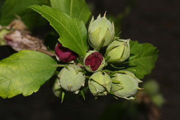 Fruchtstand der Pflanze Hibiskus, Hibiscus syriacus