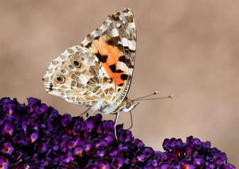 Painted Lady Butterfly (Vanessa Cardui), a.k.a. Cosmopolitan Butterfly in North America