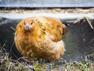 A hen